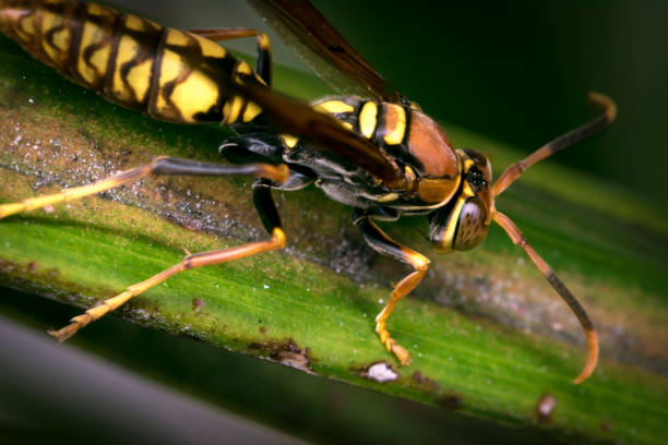 istock Yellow and black striped wasp resting on a tree leaf 809694960