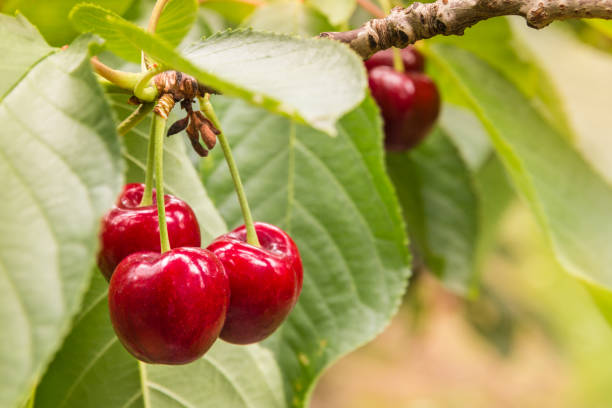 dojrzałe czerwone wiśnie i liście na wiśniowym drzewie - cherry cherry tree tree fruit zdjęcia i obrazy z banku zdjęć