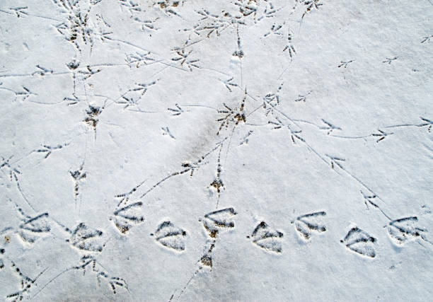 istock Bird tracks in snow in winter 809715212