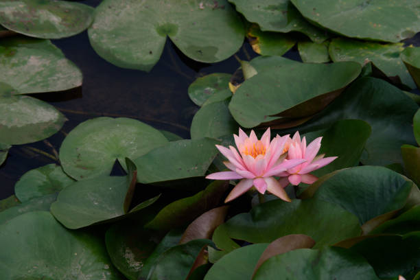 istock Summer lotus,and lily 809717622