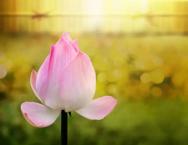 Budding Lotus or Water Lily Flowers Blossom blooming in colorful golden light, Bursting filter effect