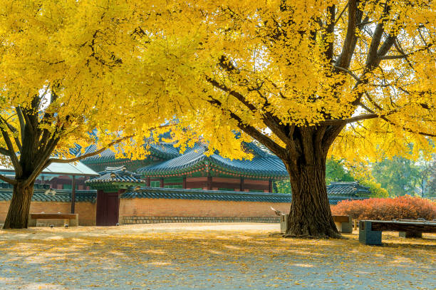 istock Autumn in Gyeongbokgung Palace, Korea. 809785270