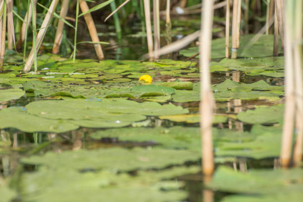 istock Reflection in the water,  water with peony leaves 809790120
