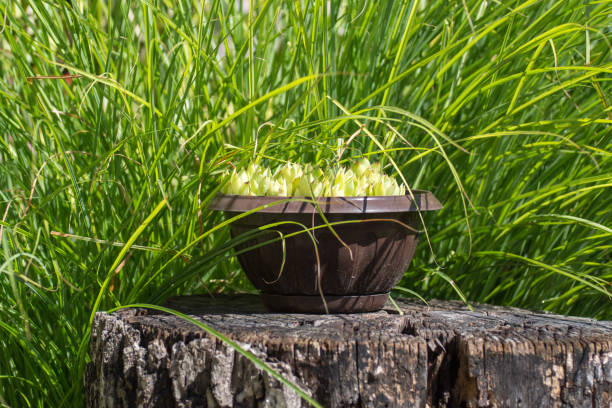 House leek plant in the garden gardening plant, health plant beautiful multi colored tranquil scene enjoyment stock pictures, royalty-free photos & images