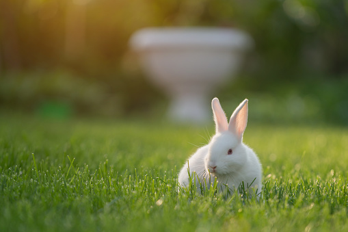 Cute white Cottontail bunny rabbit munching grass  in the garden