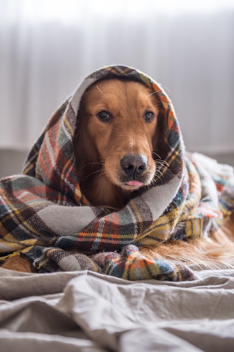 The Golden Retriever scarf