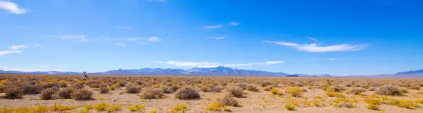 A panorama of the desert area outside Area 51 with desert scrubbery, a distant joshua tree and cow and mountains in the background