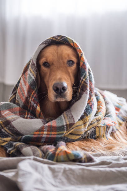 istock The Golden Retriever scarf 809804192