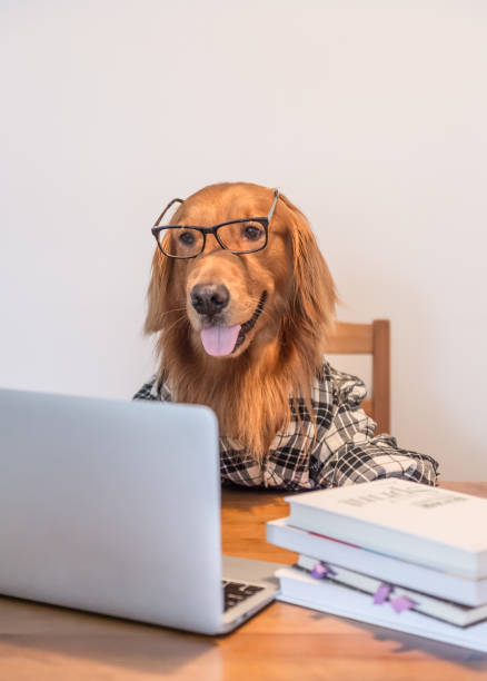 istock Golden Retriever in the use of computers 809804200