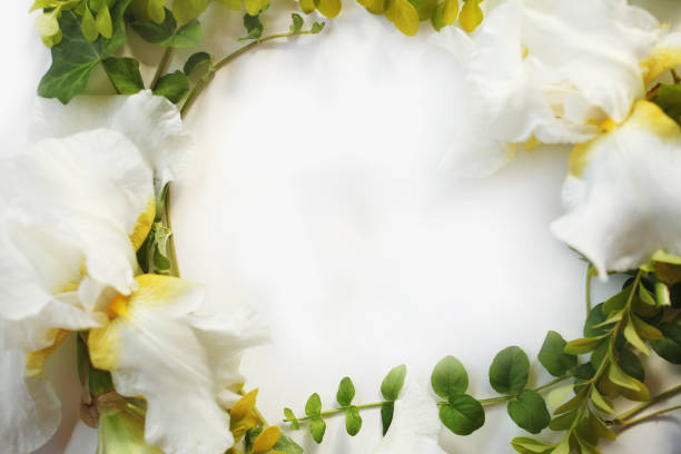 istock Frame with Iris white flowers, buds, green ivy branches and yellow leaves isolated on white background. Top view. Flat lay. 809811406
