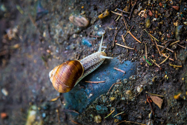cerca de caracol arrastrándose a través de la tierra y la roca mojada - snail environmental conservation garden snail mollusk fotografías e imágenes de stock