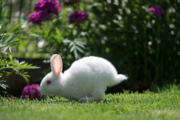 Cute Cottontail bunny rabbit munching grass  in the garden