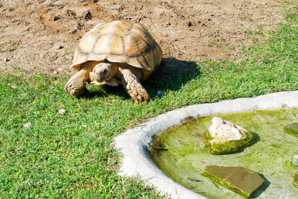 la tortuga caminando prado - turtle grass fotografías e imágenes de stock