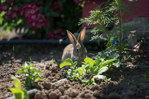 Cute Cottontail bunny rabbit munching grass and vegetable in the garden