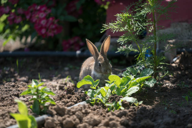 linda, cottontail bunny coelho se render a salgadinhos grama no jardim - rabbit hairy gray animal - fotografias e filmes do acervo