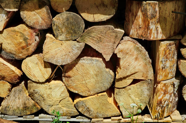 istock Austria, Nature, woodpile 809819896