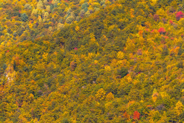 istock Background, texture, autumn trees in Mestia, Georgia 809838312