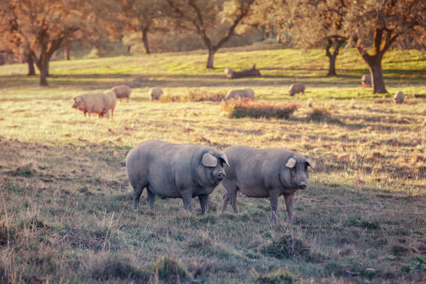 Group of Iberian pig pregnant, eating acorns in the meadow of the mountains of Aracena, Spain stock photo