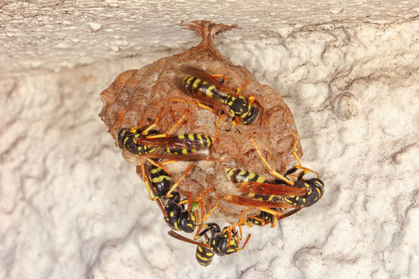 istock A group of wasps building and stuffing nest with their eggs 809842222