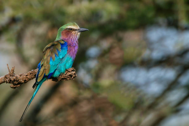 istock Lilac-breasted roller or Coracias caudatus 809842830