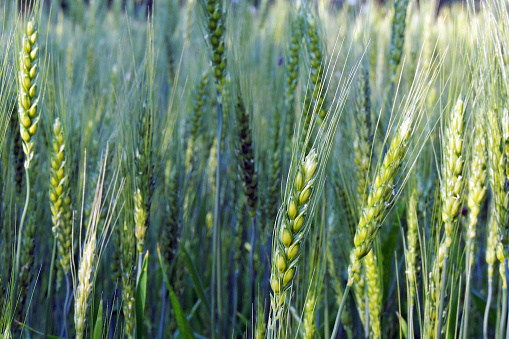 Closeup Barley rice field on black background