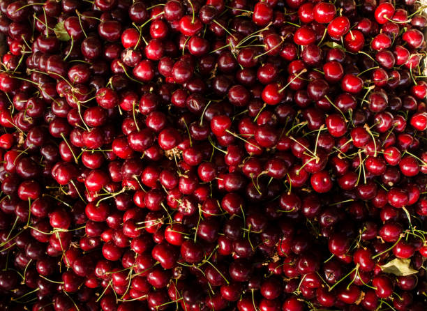 istock Background of cherries 809857038