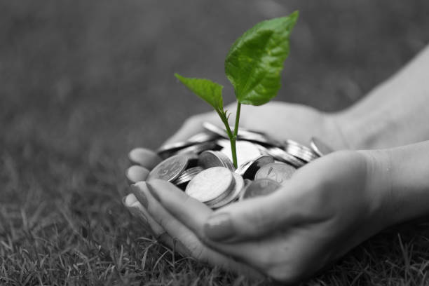 Female hand holding coins and small plant stock photo