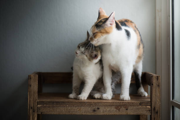 istock mother cat licking her kitten 809861254