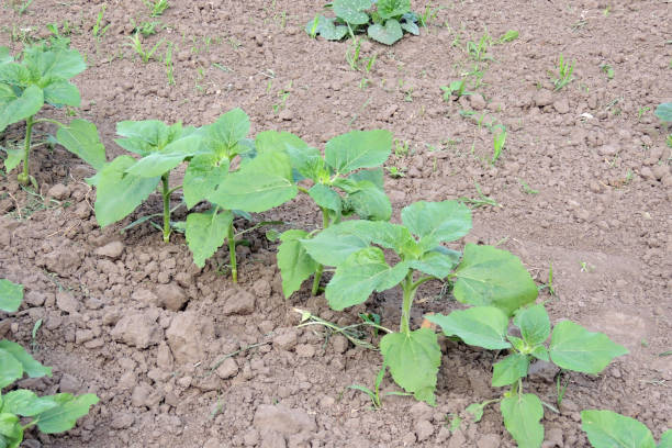 istock Agriculture. The garden 809861372