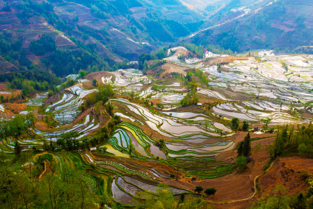 istock Yuanyang terrace, Yunnan, China 809869554