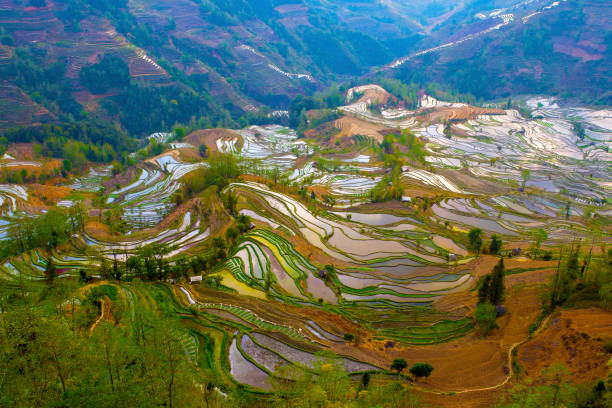 istock Yuanyang terrace, Yunnan, China 809869558