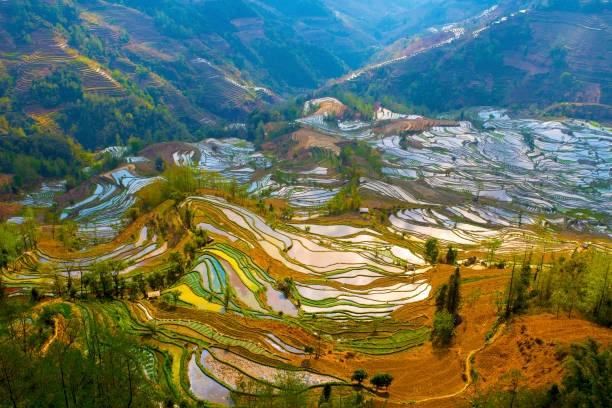 istock Yuanyang terrace, Yunnan, China 809869748