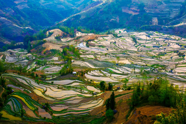 istock Yuanyang terrace, Yunnan, China 809872706