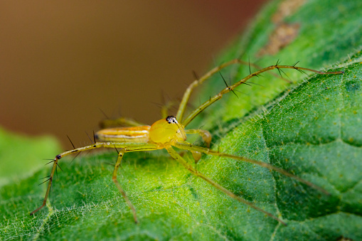 Image of Oxyopidae Spider (Java Lynx Spider / Oxyopes cf. Javanus) on green leaves. Insect Animal