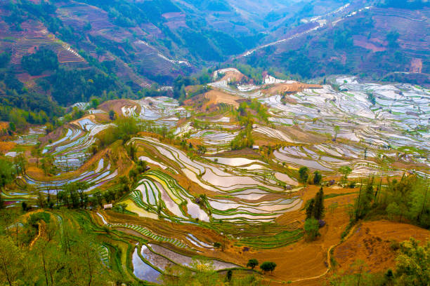 istock Yuanyang terrace, Yunnan, China 809873686
