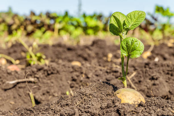 Sprouted potato tuber. Green shoots of potato seed on the background of the plantation. Agricultural background with limited depth of field. stock photo