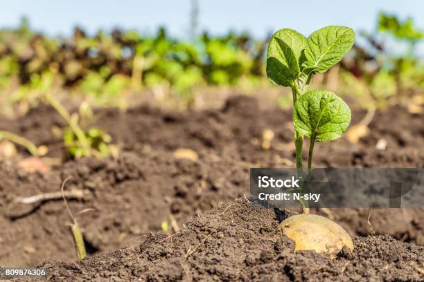 Sprouted Potato Tuber Green Shoots Of Potato Seed On The Background Of The Plantation Agricultural Background With Limited Depth Of Field Stock Photo - Download Image Now