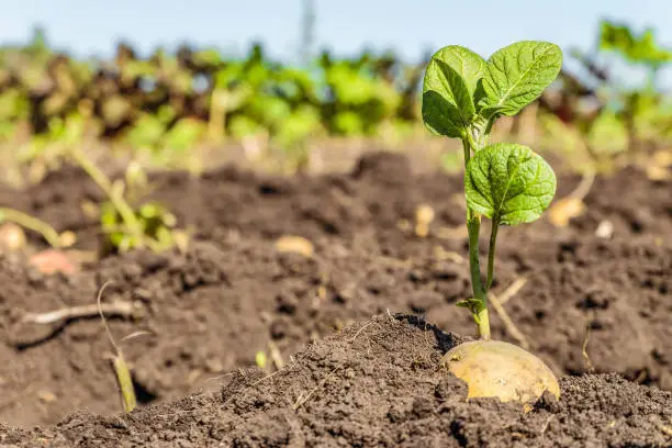 Photo of Sprouted potato tuber. Green shoots of potato seed on the background of the plantation. Agricultural background with limited depth of field.