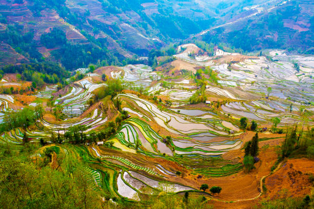 istock Yuanyang terrace, Yunnan, China 809874404