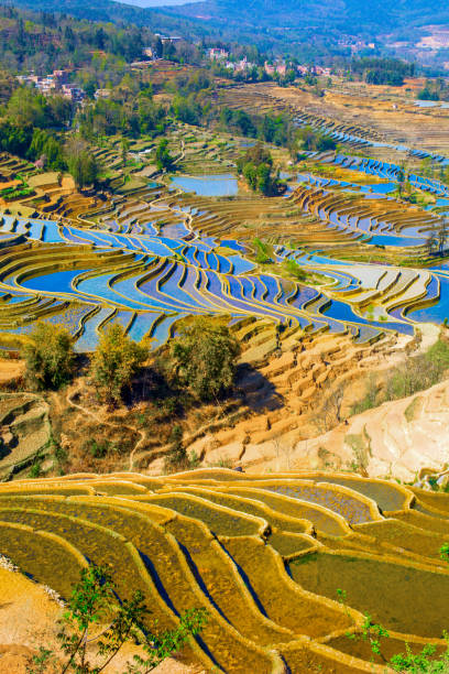 istock Yuanyang terrace, Yunnan, China 809874516