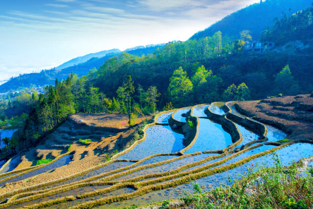 yuanyang terrace, yunnan, china - hani imagens e fotografias de stock