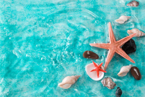 istock Vacation concept with starfish ,seashells on blue water,summer holiday concept 809881568
