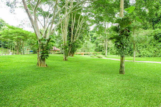 istock Formal Garden, Lawn, Public Park, Springtime, Summer 809895010