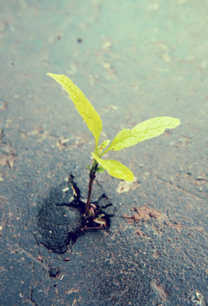 istock Growing green sprout in asphalt 809907418