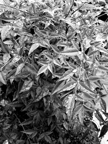 istock Leaves in black and white 809917378