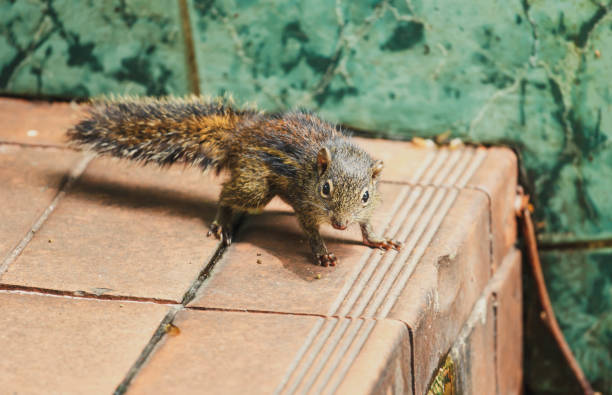 ao lado do corredor de esquilo - cute animal asia brown - fotografias e filmes do acervo