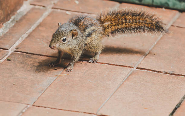 istock Squirrel at the side of the corridor 809920970