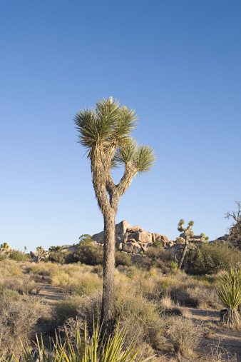 Mature Joshua Trees in Joshua Tree National Park California.  Joshua Trees against clear blue sky in their natural habitat surrounded by scrub brush with rocks in the background.