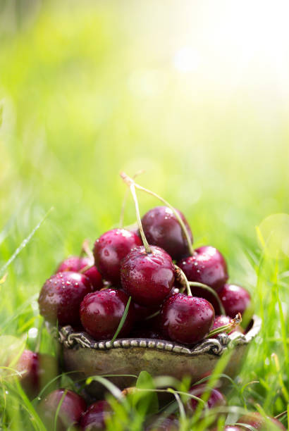 istock healthy summer food; fresh cherry fruit on a green background 809925076