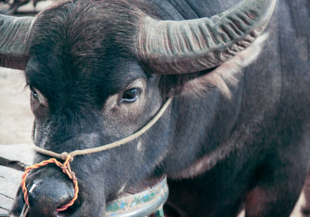 Black buffalo with horns. Great eye.